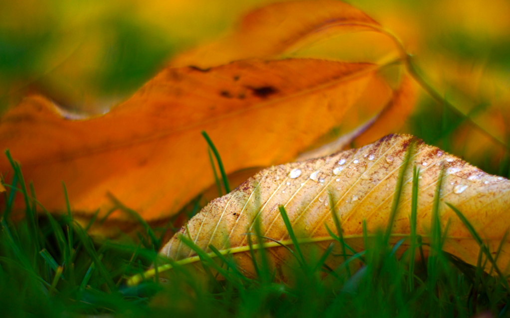 Aus dem Fotoarchiv (9) – Blätter im Herbst