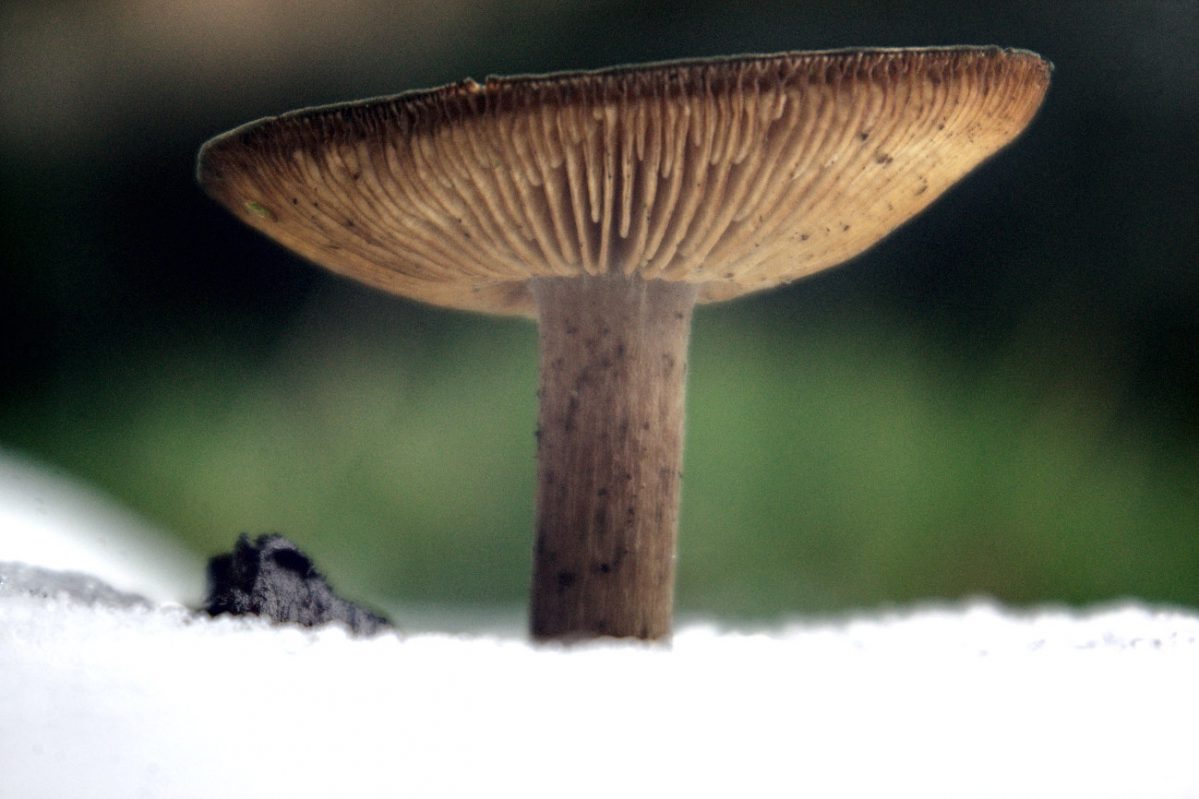 Dacora Achromat f=8 80mm (2)