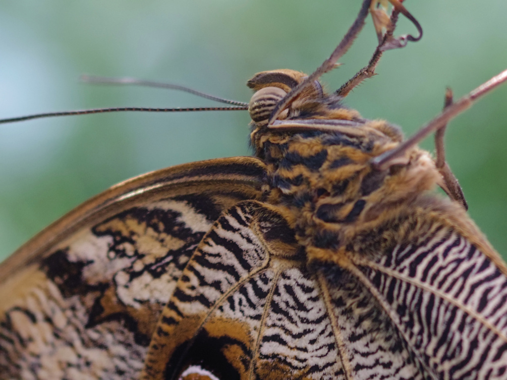 Schnappschüsse: Nahaufnahme Schmetterling
