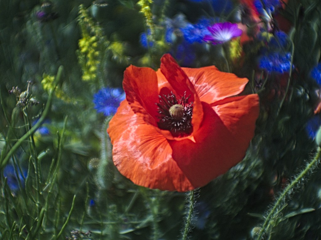 Aus dem Fotoarchiv (4) – Blumenwiese mit Mohnblüte