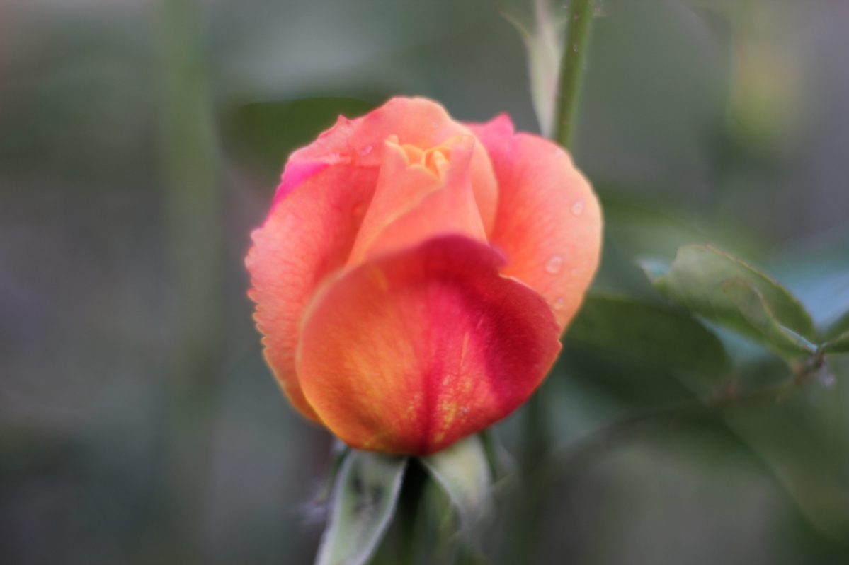 Mit diesem Bild fing alles an