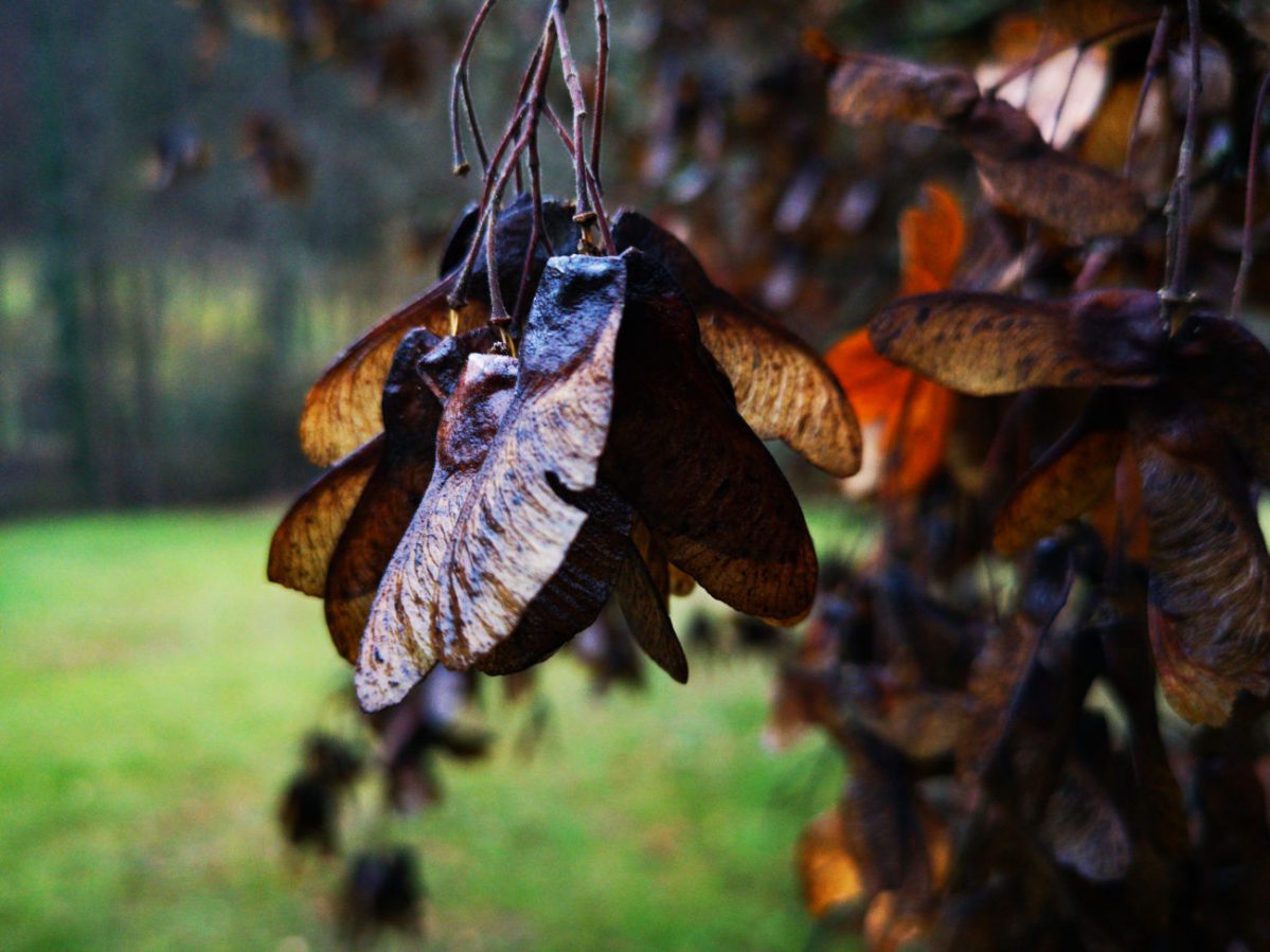 Smartphone – Eine ambivalente Beziehung als Photograph