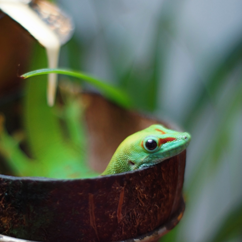 Aus dem Fotoarchiv (8) – Mein Freund der Gecko