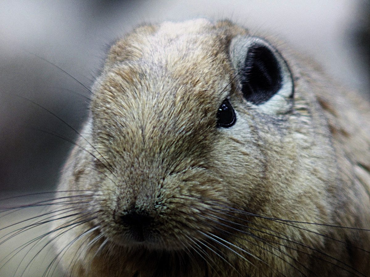 Aus dem Fotoarchiv (13) – Aus dem Kleintiersäugerhaus der Wilhelma