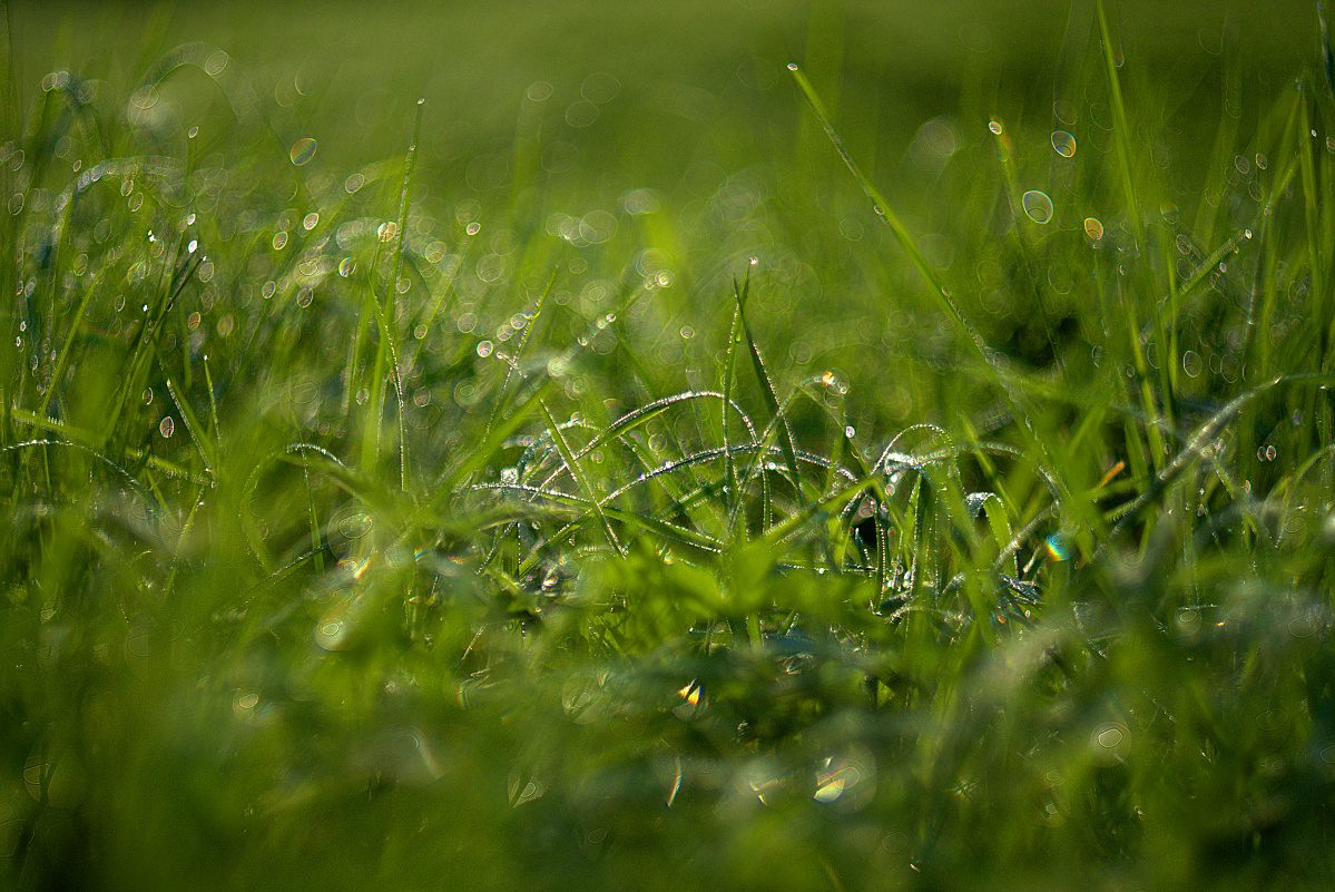 #283 Cosinon f1.4 55mm – Morgenspaziergang