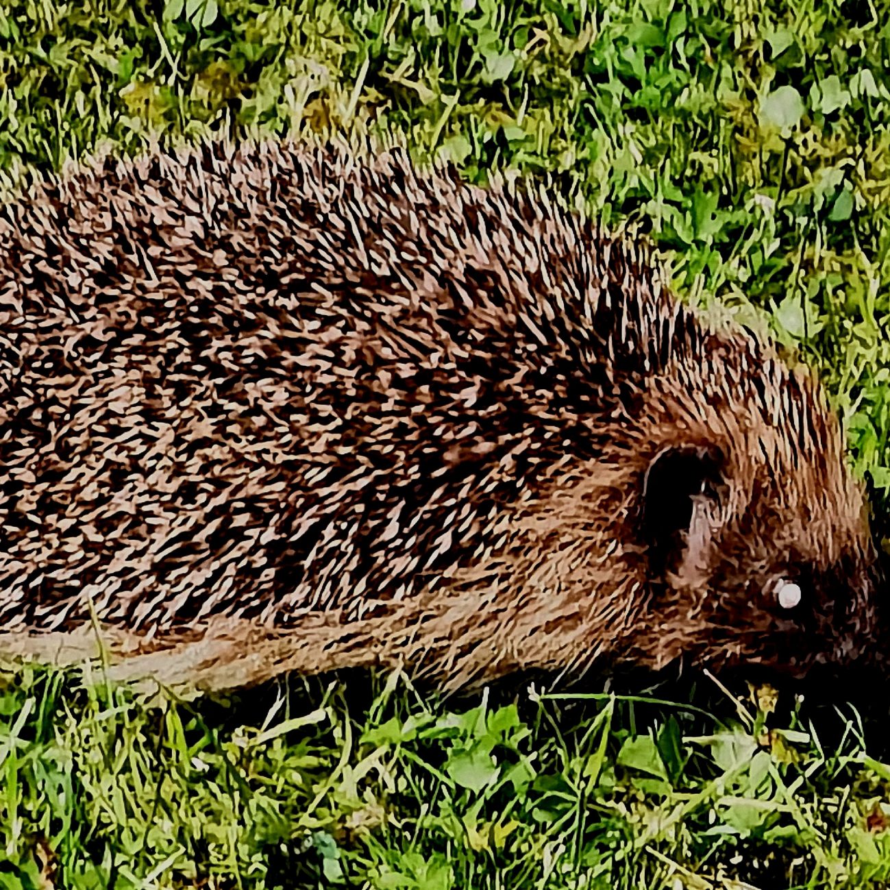 Täglich ein Bild — 05.06.2022 — 156.Tag — Bild #156 — Igelbesuch