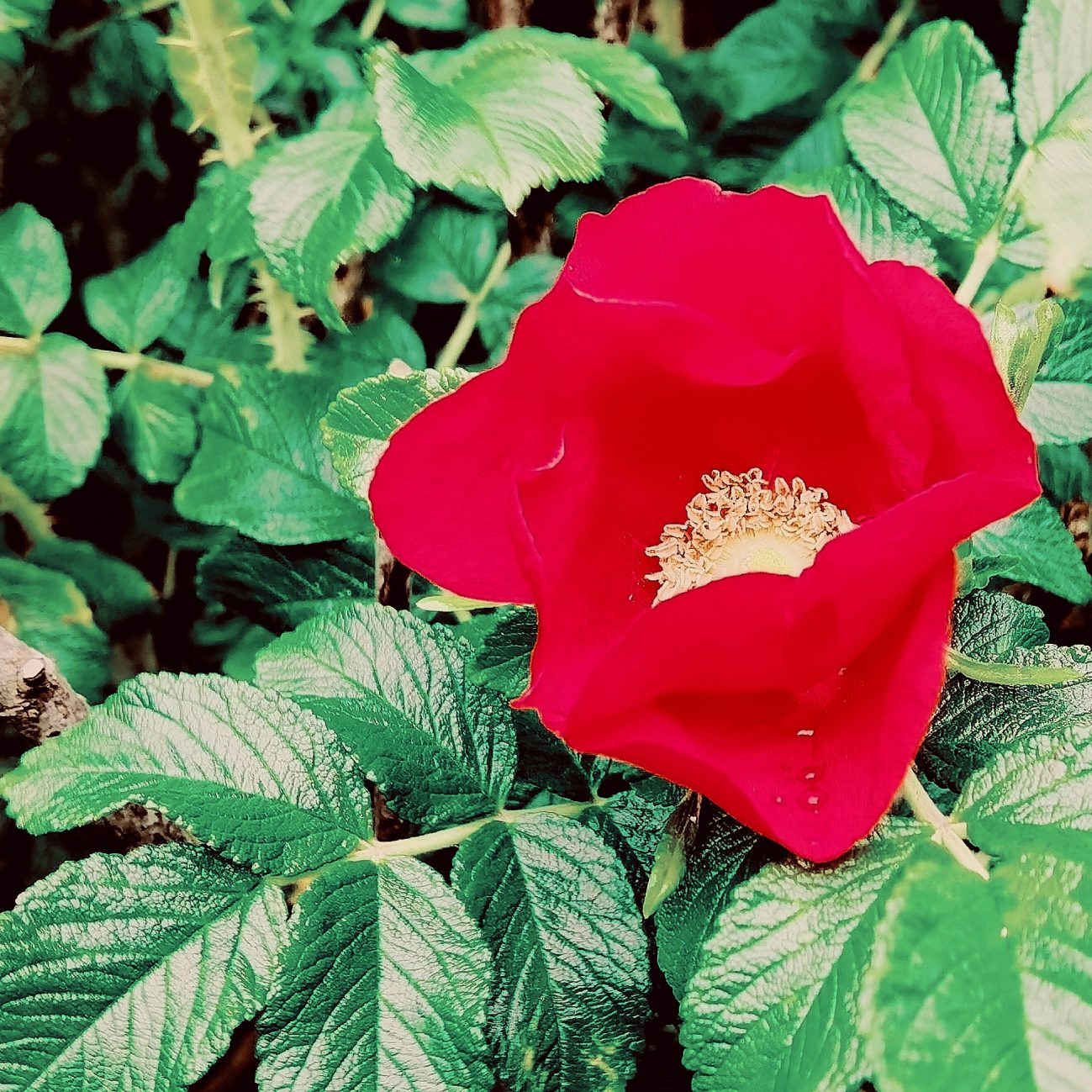 Täglich ein Bild — 06. 06.2022 — 157.Tag — Bild #157 — Heckenrose mit literatischem Filter