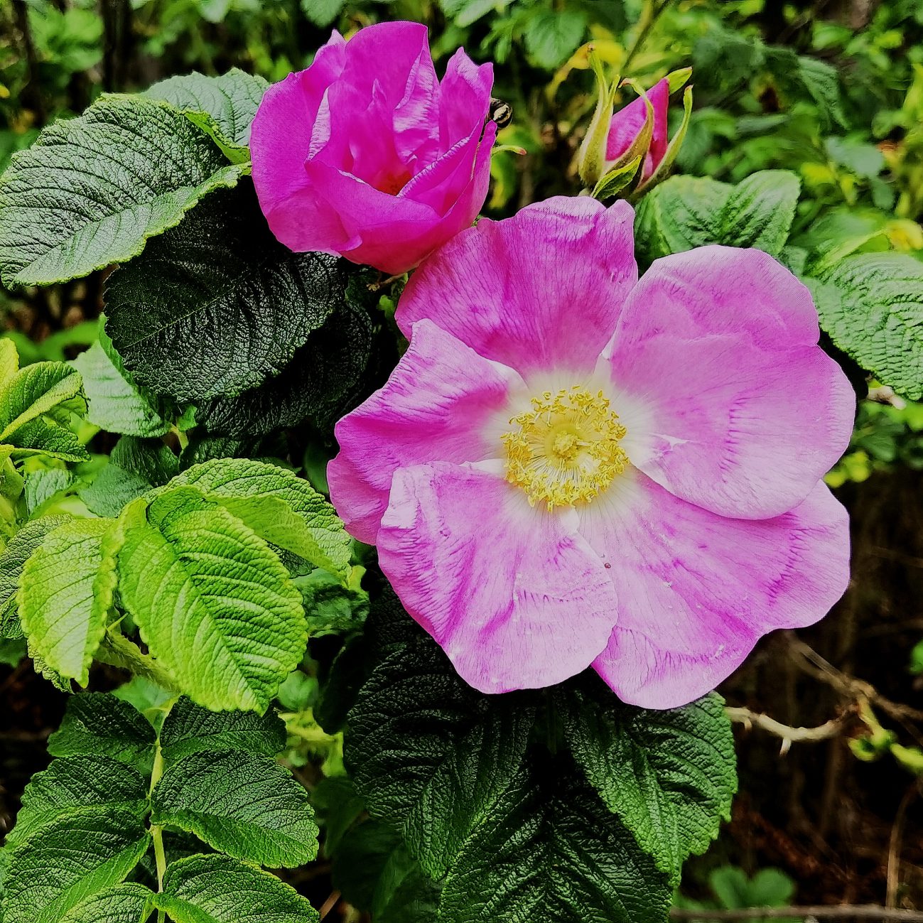 Täglich ein Bild — 08.06.2022 — 159.Tag — Bild #159 — Heckenrose die Zweite