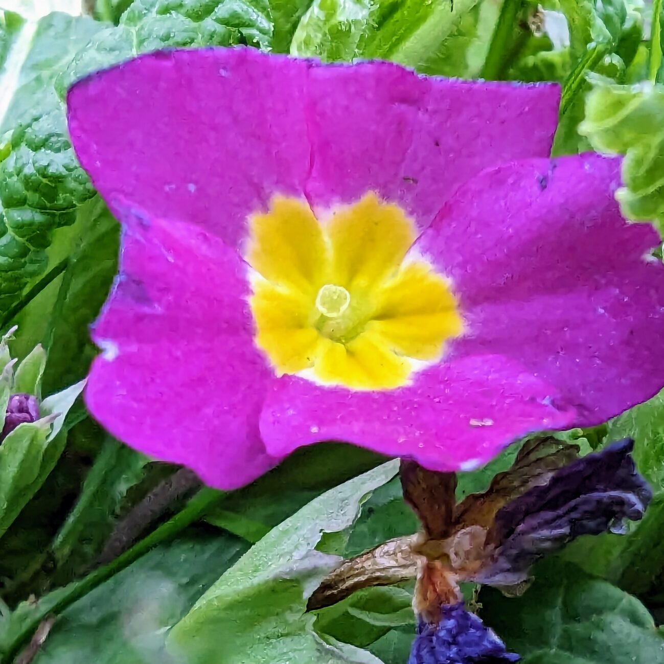 OKTOBER 2022TÄGLICH EIN BILD — 19.10.2022 — 292.TAG — BILD #292 — Jetzt blühen die Primelchen schon Mitte Oktober