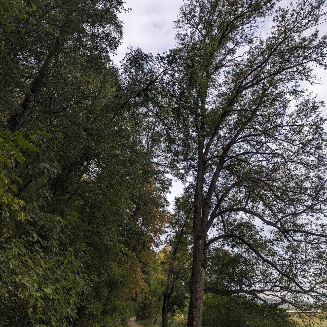 Morgenspaziergangsweg